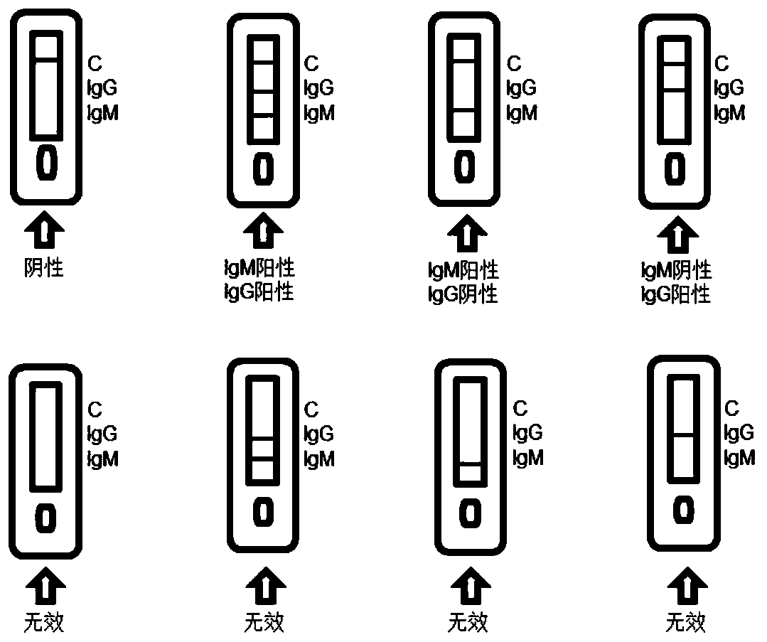 Two-photon fluorescence labeling probe, and synthesis method thereof and application of two-photon fluorescence labeling probe in novel coronavirus diagnosis