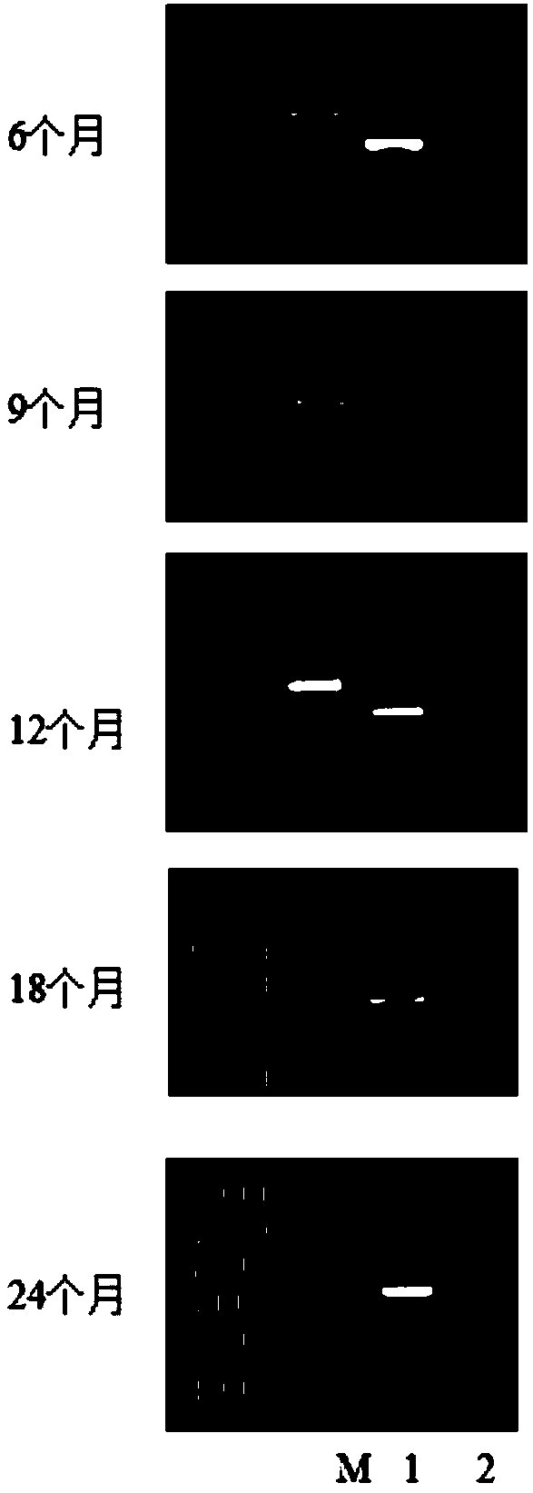 Preservation method for streptococcus suis serotype 2 EF genetic engineering strains