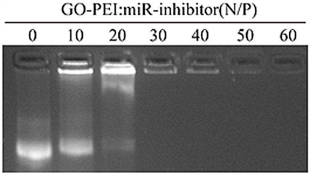 Preparation method and application of a degradable material capable of inducing osteogenic differentiation and bone regeneration