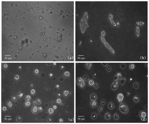 A kind of conidia microcapsule of metarhizium anisopliae and its preparation method and application