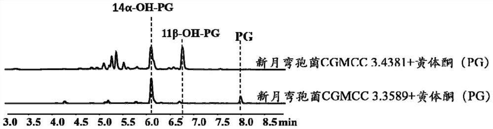 Steroid C14 alpha hydroxylase, expression vector, engineering bacterium and application of steroid C14 alpha hydroxylase