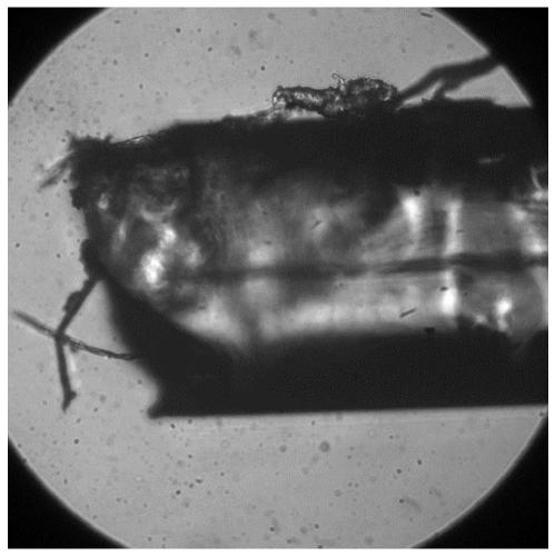 A device for removing crystallization from a mass spectrometer