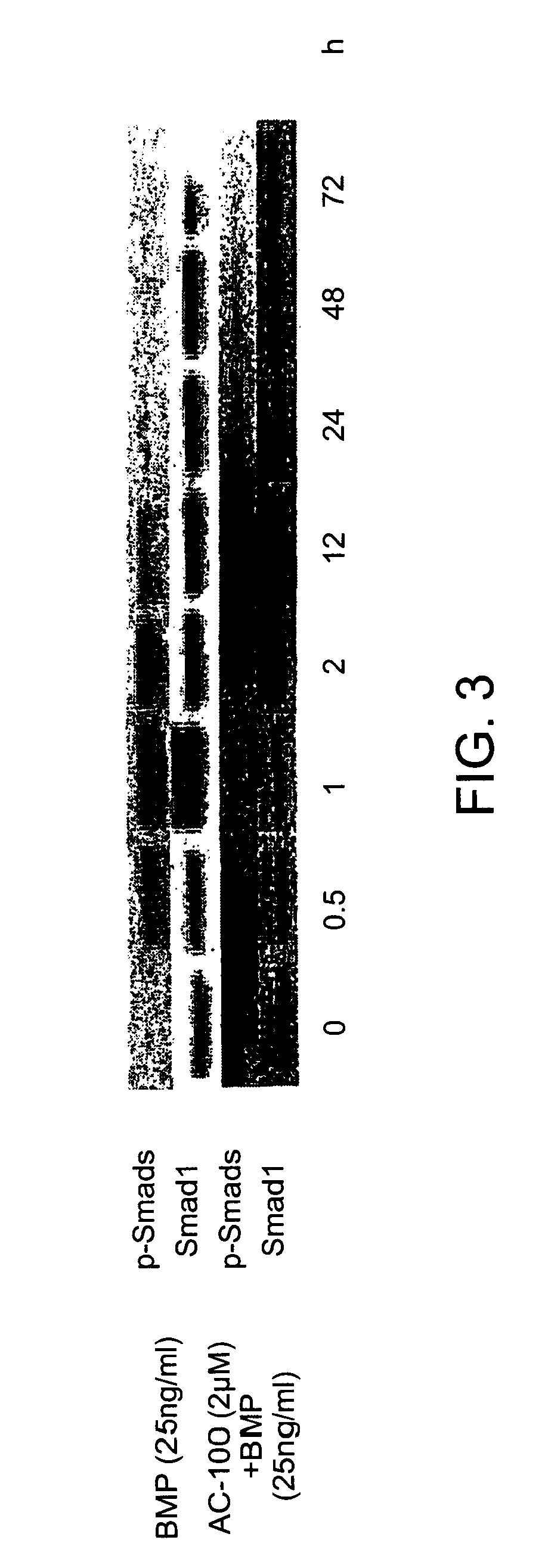 Protein formulation for promoting hard tissue formation