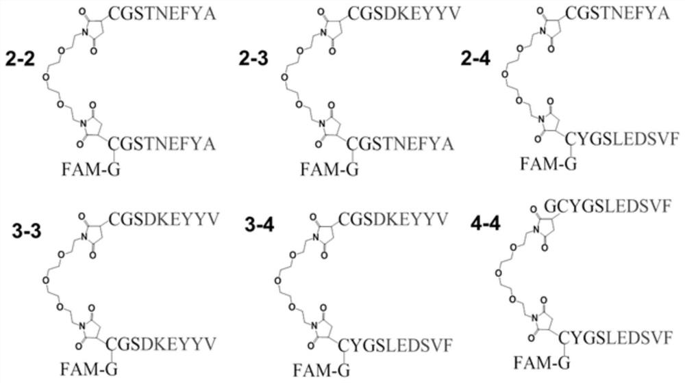 A kind of polypeptide targeting syntenin protein and its dimer and application