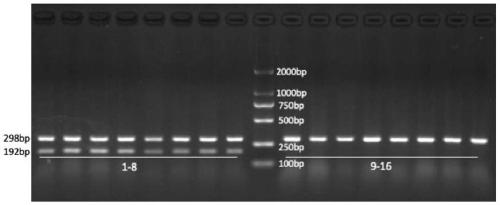Primer pair, reagent kit and method for distinguishing brachymystax lenok from Hucho taimen