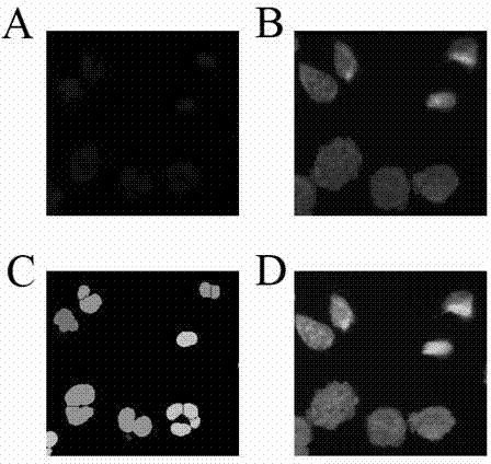 In-vitro cell micronuclei method for detecting total particulate matters of main stream smoke of cigarettes