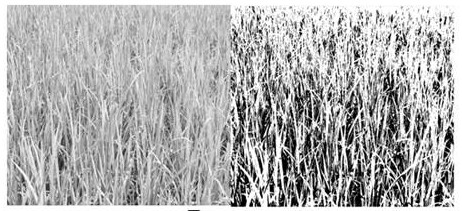 Rice nitrogen nutrition estimation method based on canopy image feature derivation