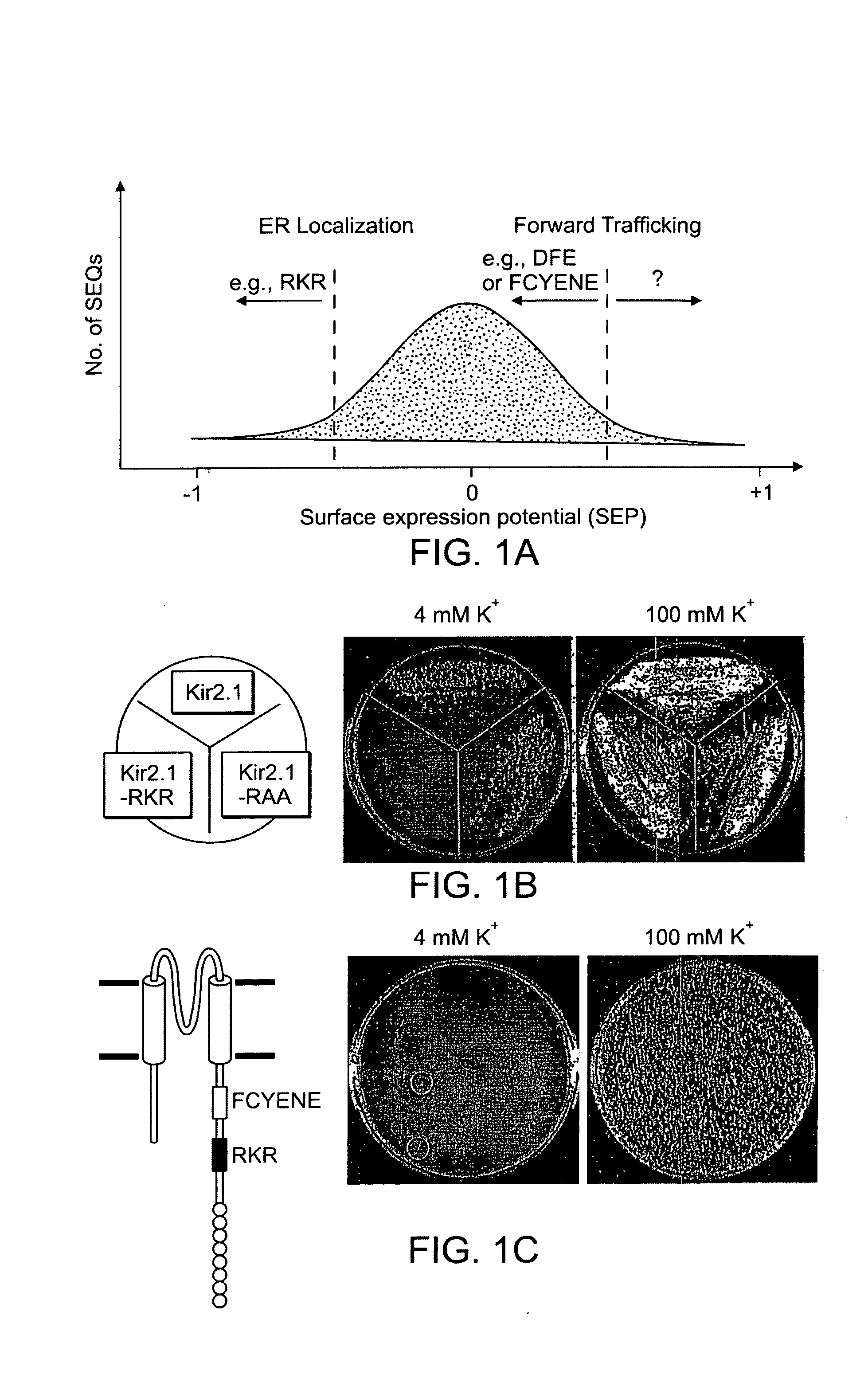 Biomolecule partition motifs and uses thereof