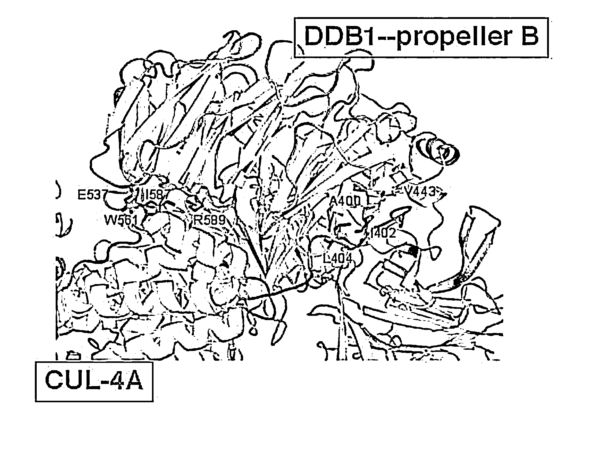 Substances and compositions for enhancing DNA repair and methods of use