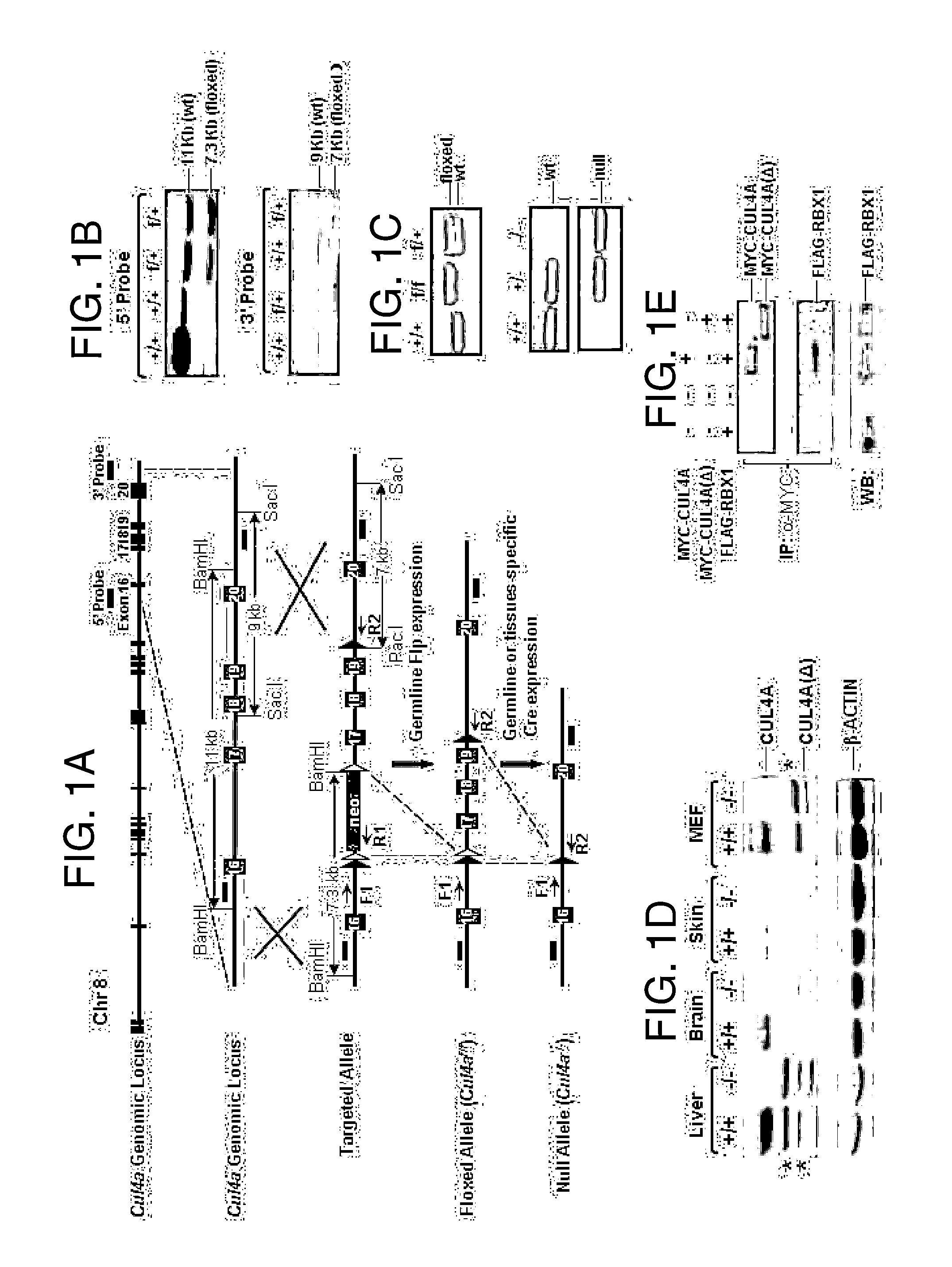 Substances and compositions for enhancing DNA repair and methods of use