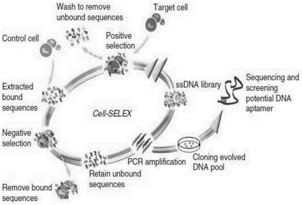 A nucleic acid aptamer specifically binding to human epidermal growth factor receptor type iii mutant and its application