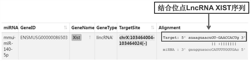 LncRNA XIST gene knock-in animal model construction method based on RNA targeted binding site