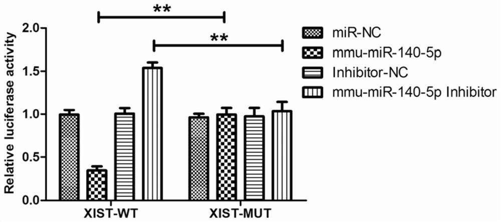 LncRNA XIST gene knock-in animal model construction method based on RNA targeted binding site