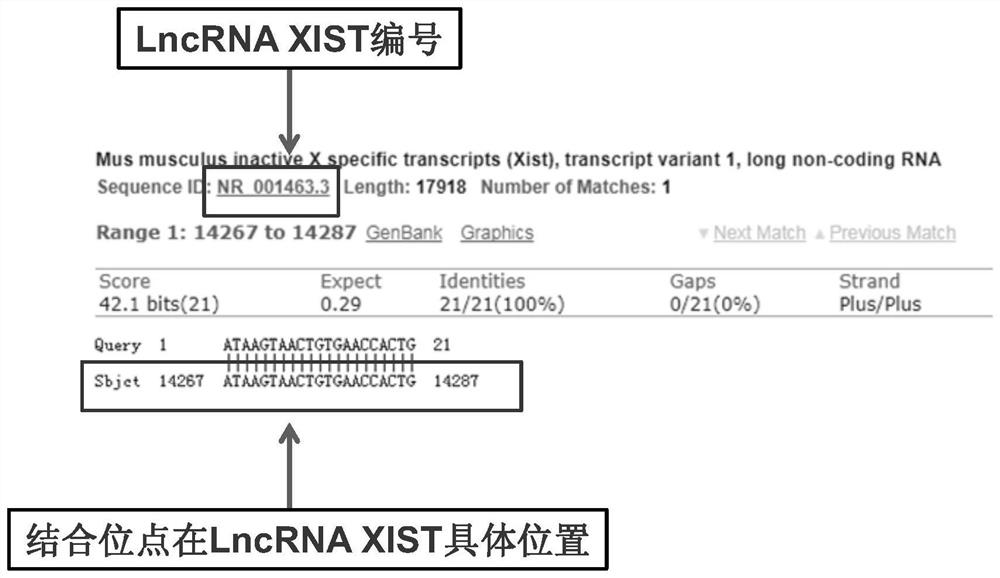 LncRNA XIST gene knock-in animal model construction method based on RNA targeted binding site