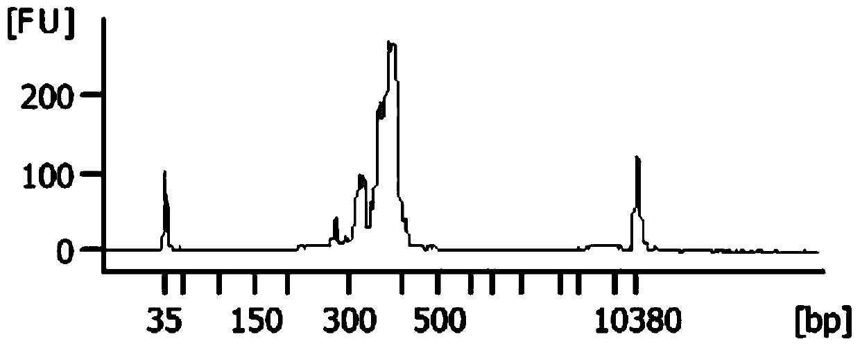 A kind of multiplex PCR primer for amplifying brca1/2 gene and a kind of design method of multiplex PCR primer