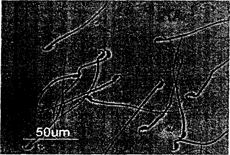 Reproduction toxicity detection and evaluation method of pharmaceutical waste water