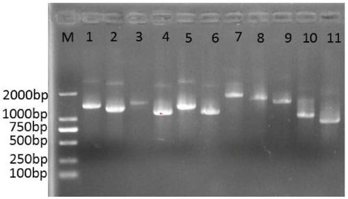 Recombinant H9N2 avian influenza virus strain, preparation method thereof, avian influenza vaccine and application thereof