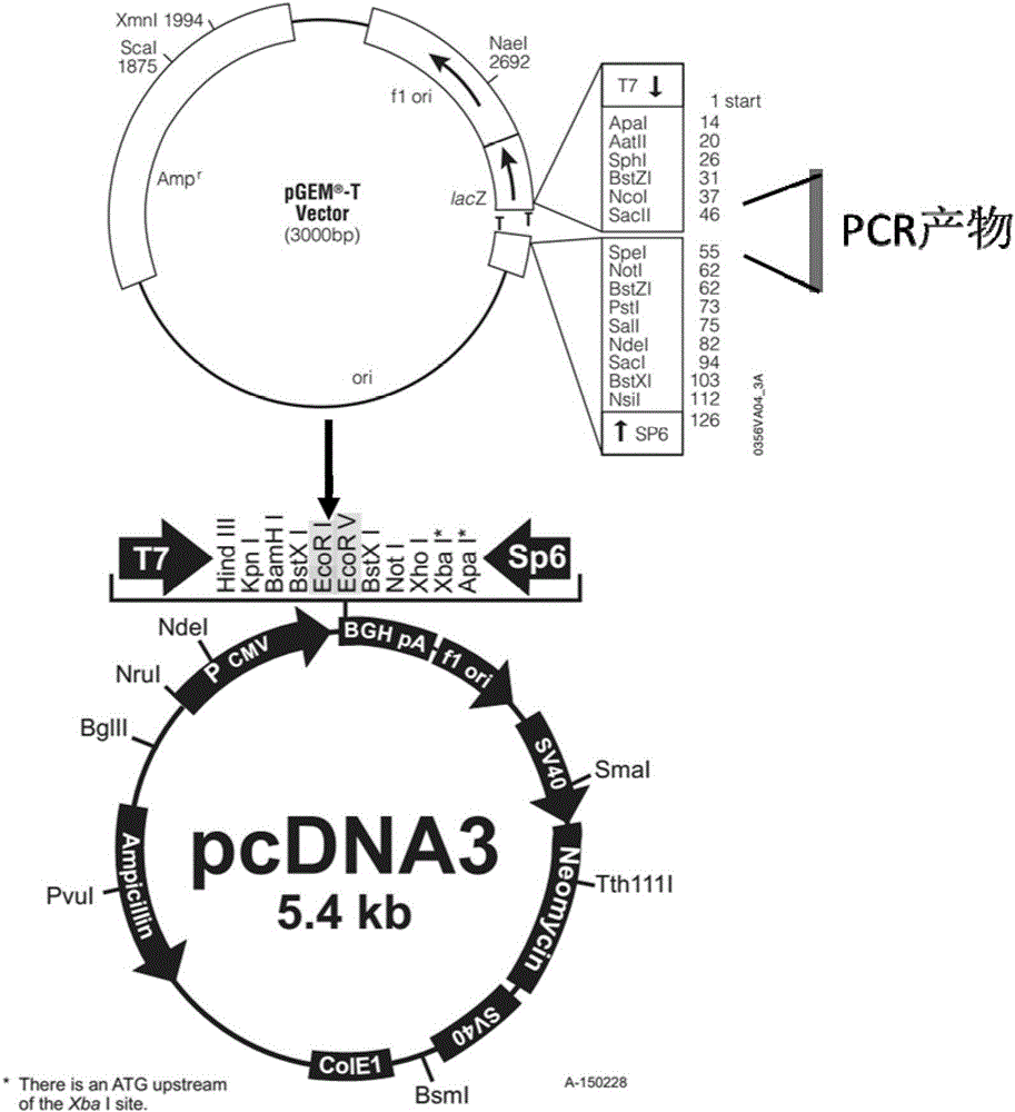 Use of nucleic acid in improving differentiating efficiency of meganucleus of cell