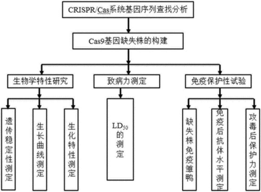 Riemerella anatipestifer mutant strain with Cas9 gene deletion and applications of riemerella anatipestifer mutant strain