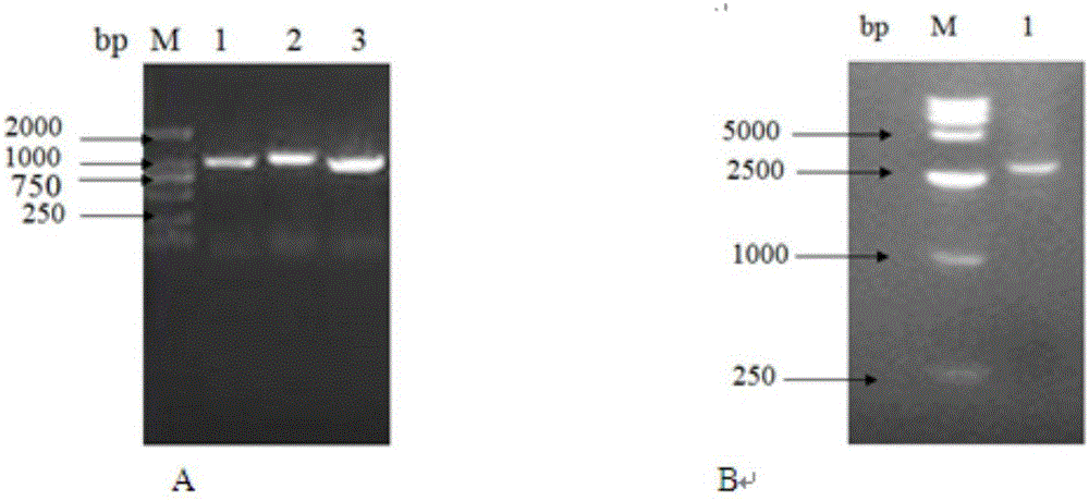 Riemerella anatipestifer mutant strain with Cas9 gene deletion and applications of riemerella anatipestifer mutant strain