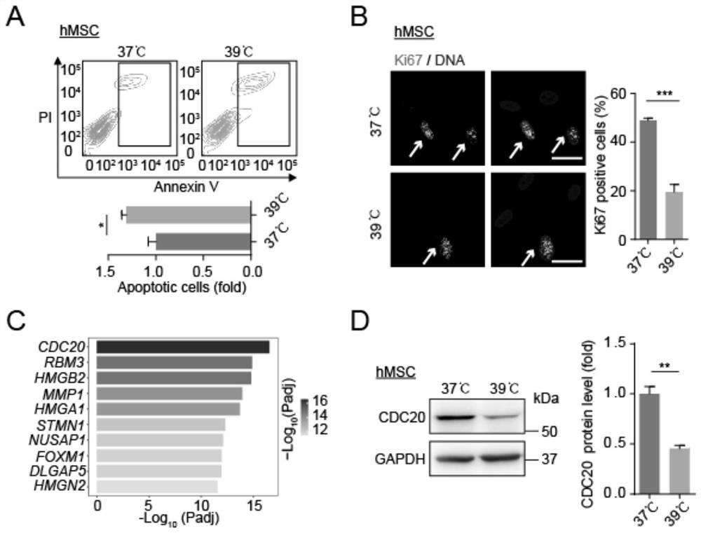 CDC20-based high-temperature-resistant cell obtaining method and obtained high-temperature-resistant cell