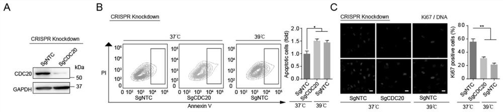 CDC20-based high-temperature-resistant cell obtaining method and obtained high-temperature-resistant cell