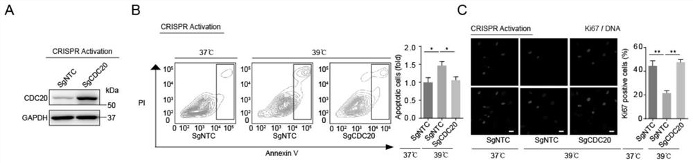 CDC20-based high-temperature-resistant cell obtaining method and obtained high-temperature-resistant cell