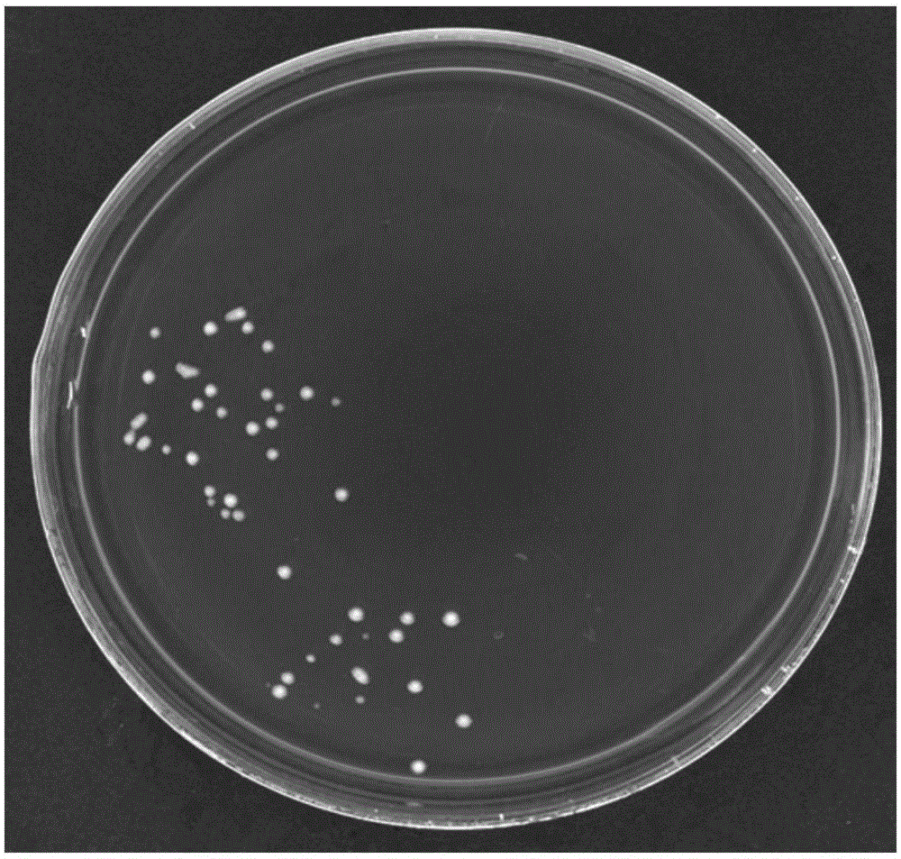 Human Lactobacillus fermentum grx07 and its application