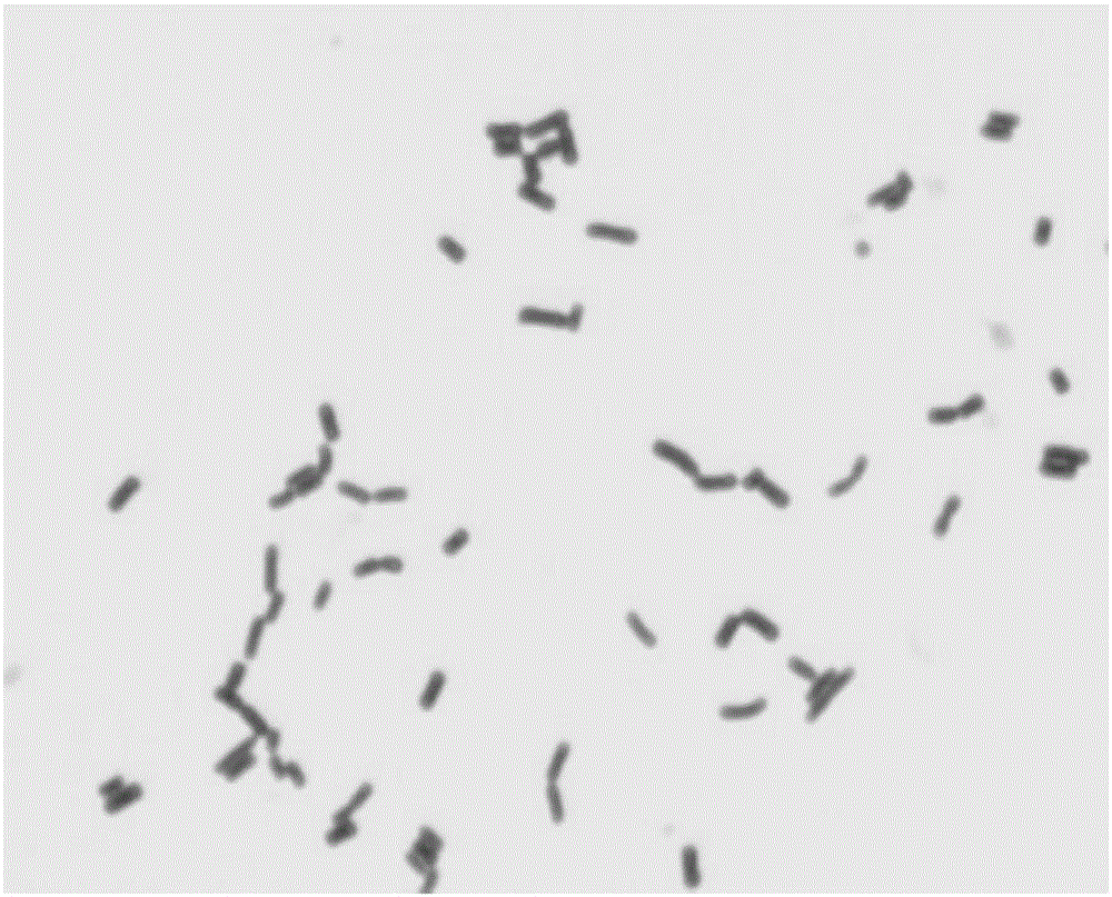 Human Lactobacillus fermentum grx07 and its application