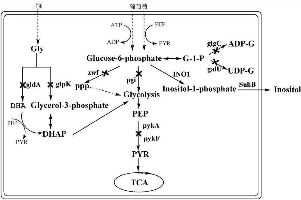 Engineering bacterium for producing inositol as well as construction method and application of engineering bacterium