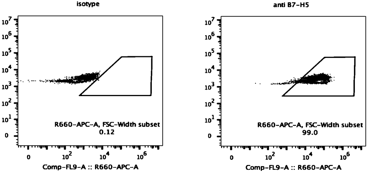 Method for constructing pancreatic cancer cell line by positive expression of Chinese B7-H5