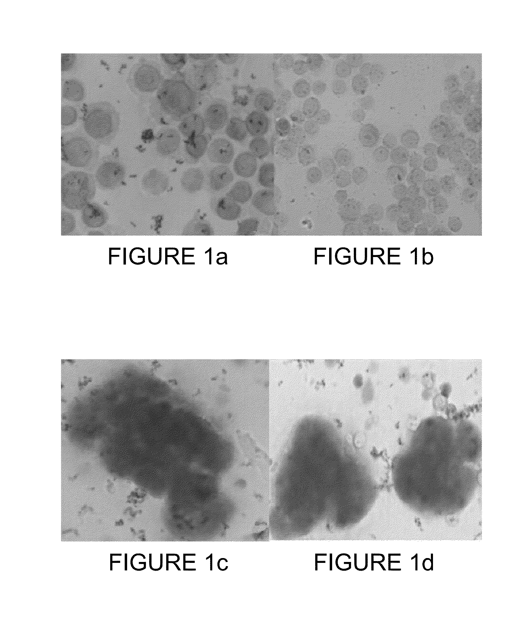 Method of obtaining circulating cancer cell populations