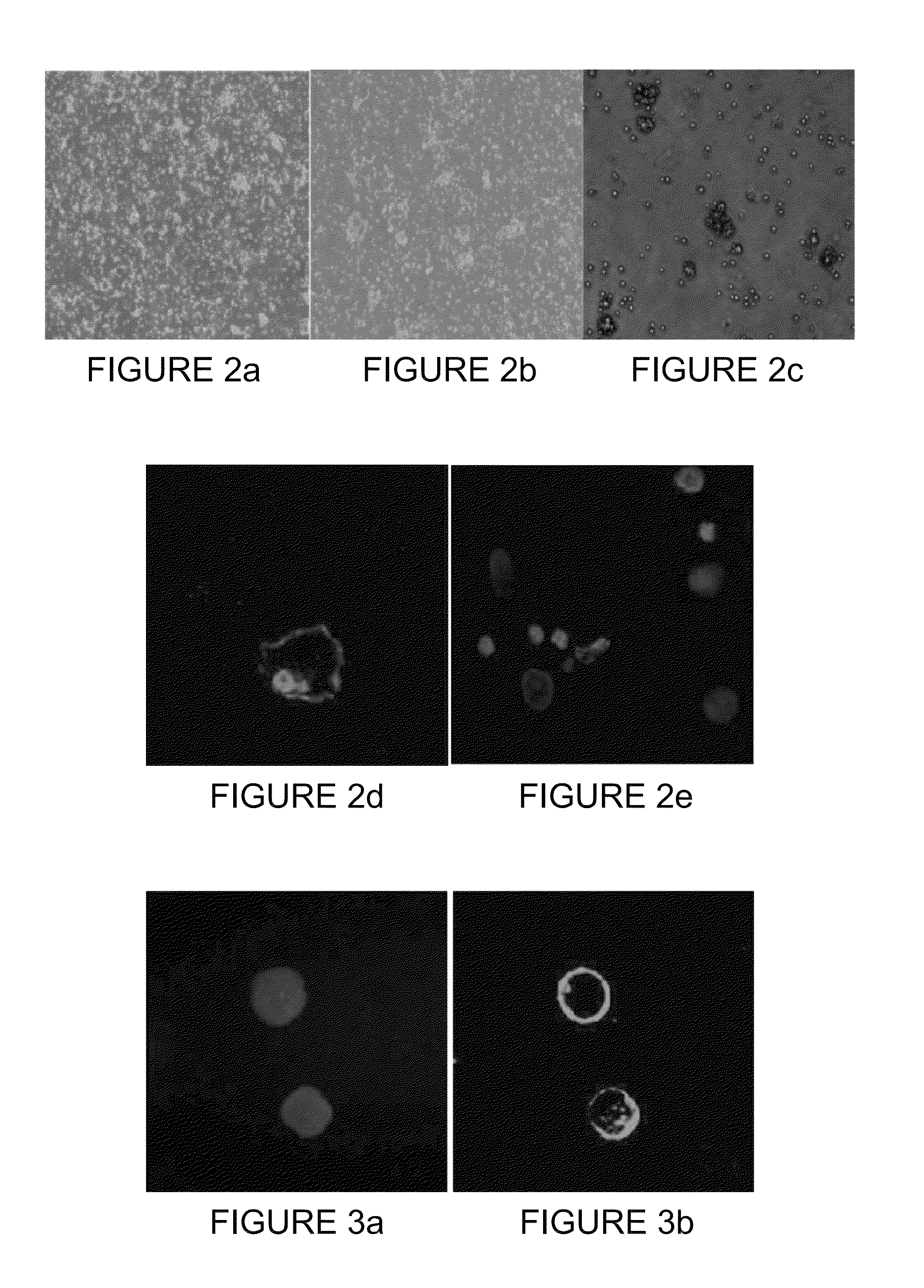 Method of obtaining circulating cancer cell populations