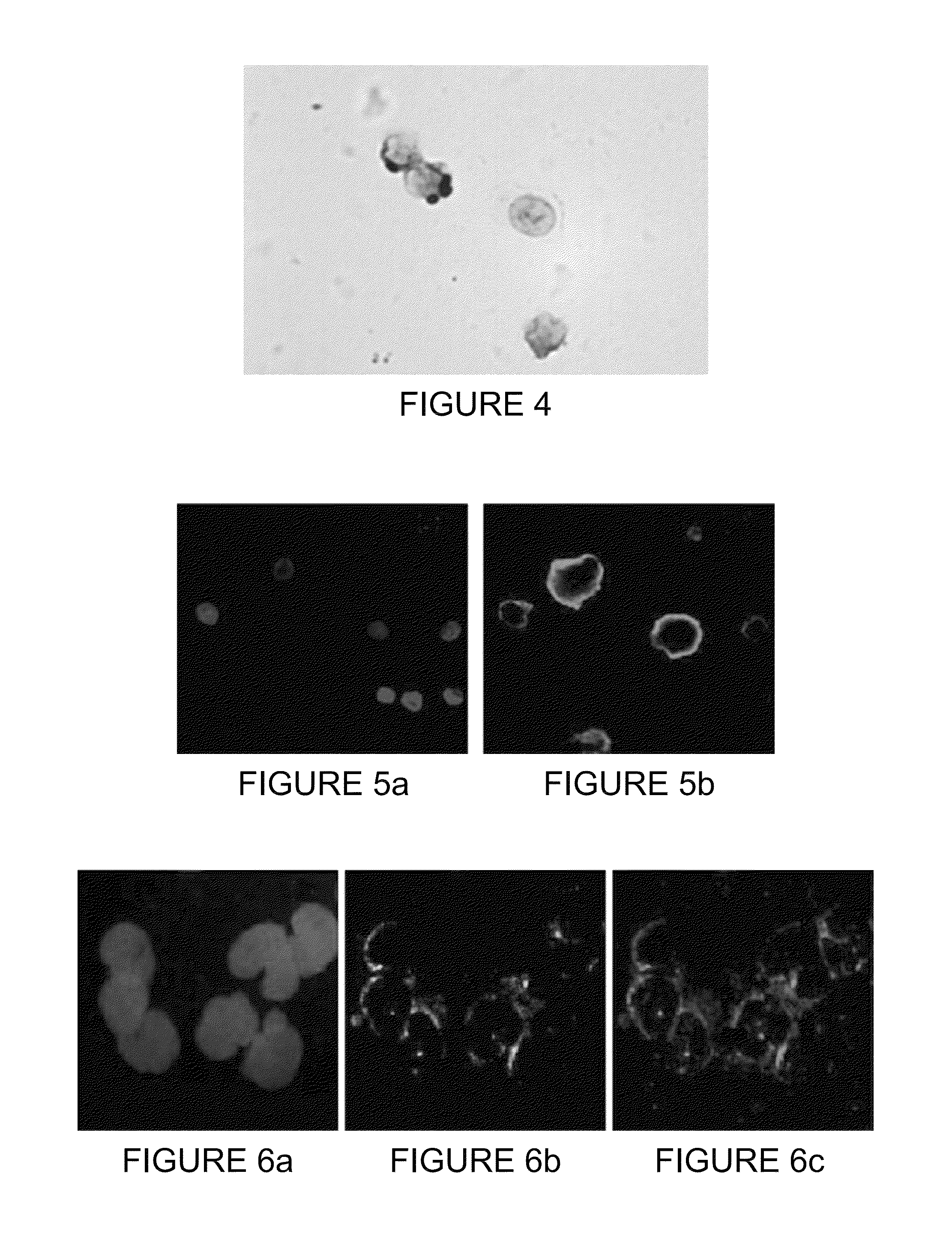 Method of obtaining circulating cancer cell populations