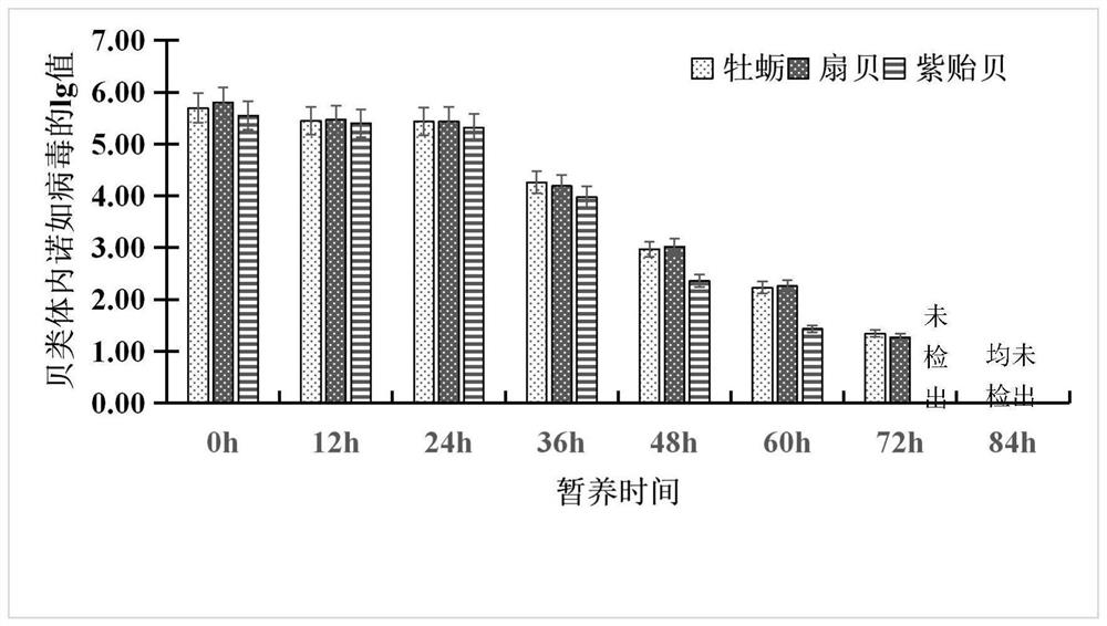 Method and device for reducing norovirus in seawater shellfish