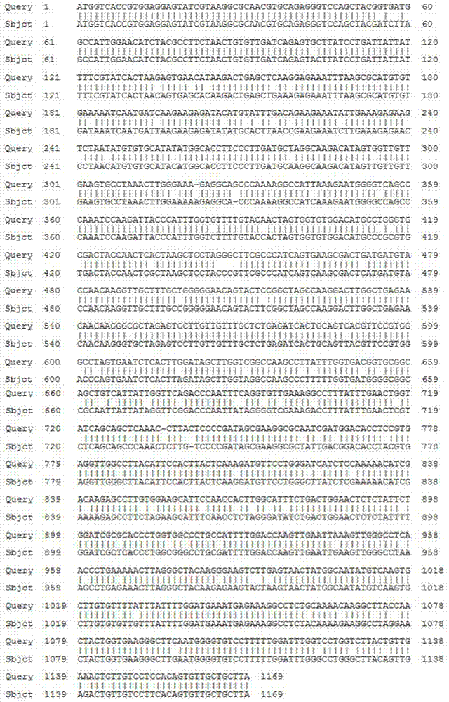 Eggplant chalcone synthase SmCHS1 protein and coding gene thereof