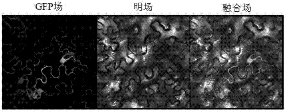 Eggplant chalcone synthase SmCHS1 protein and coding gene thereof