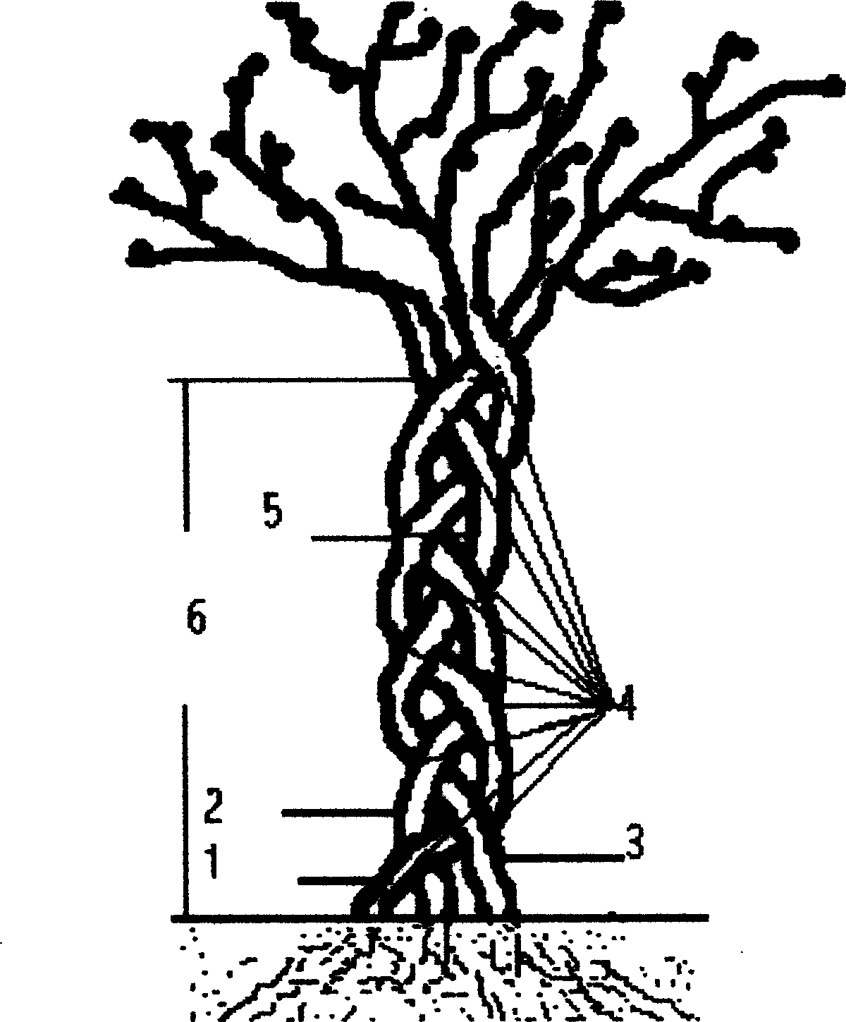 Combined plant shaping of multiple ligneous plant