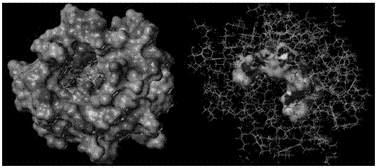 Hepatitis C virus ns5b RNA polymerase inhibitory polypeptide sequence and application thereof