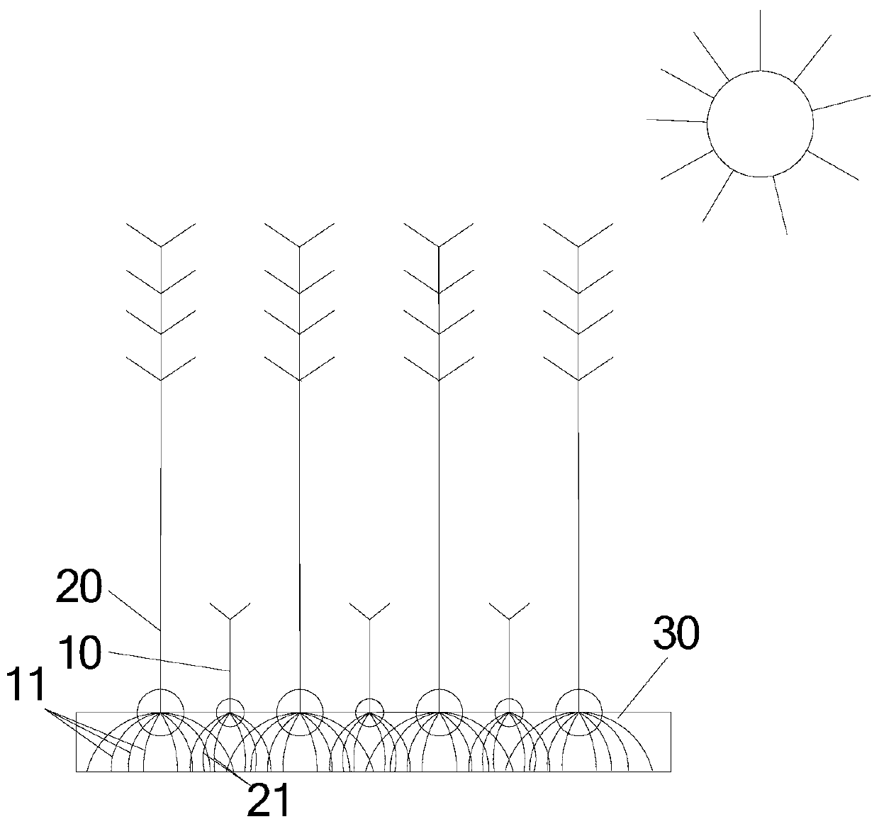 Method for planting rosewood and coffee trees