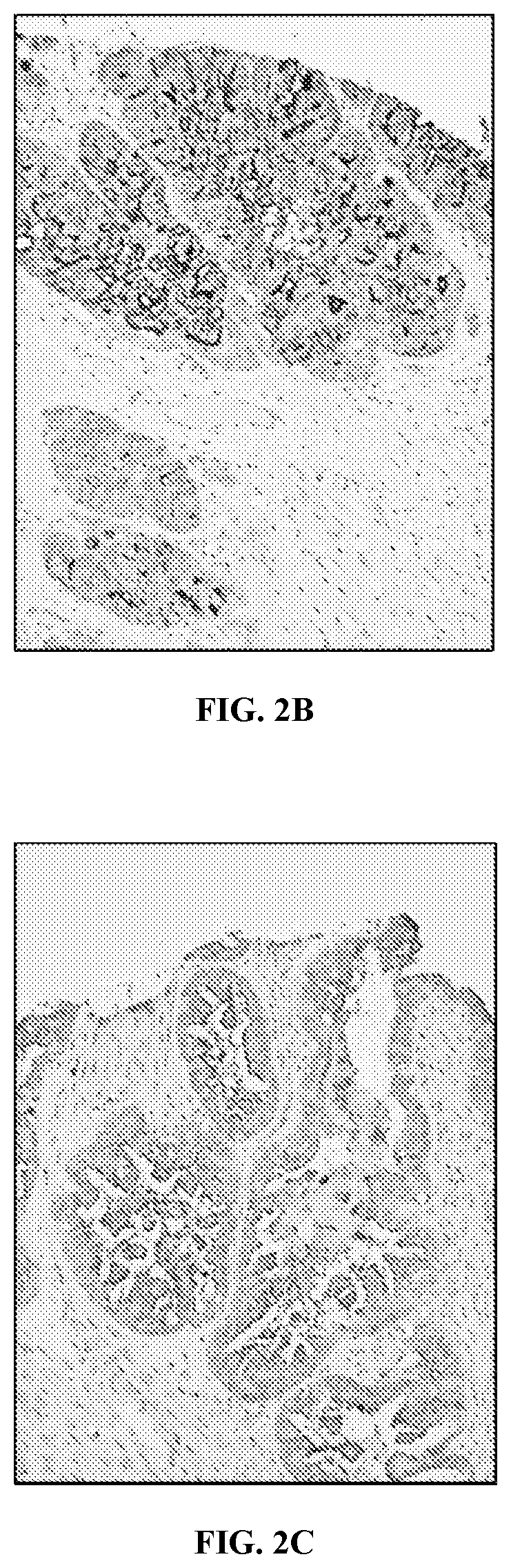 Chimeric antigen receptors and compositions and methods of use thereof