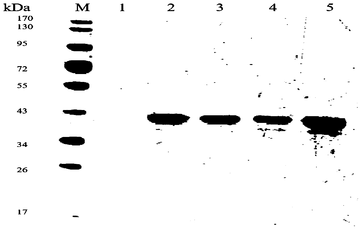 Low-temperature beta-xylosidase mutant with improved thermal stability and specific activity and encoding gene and application thereof