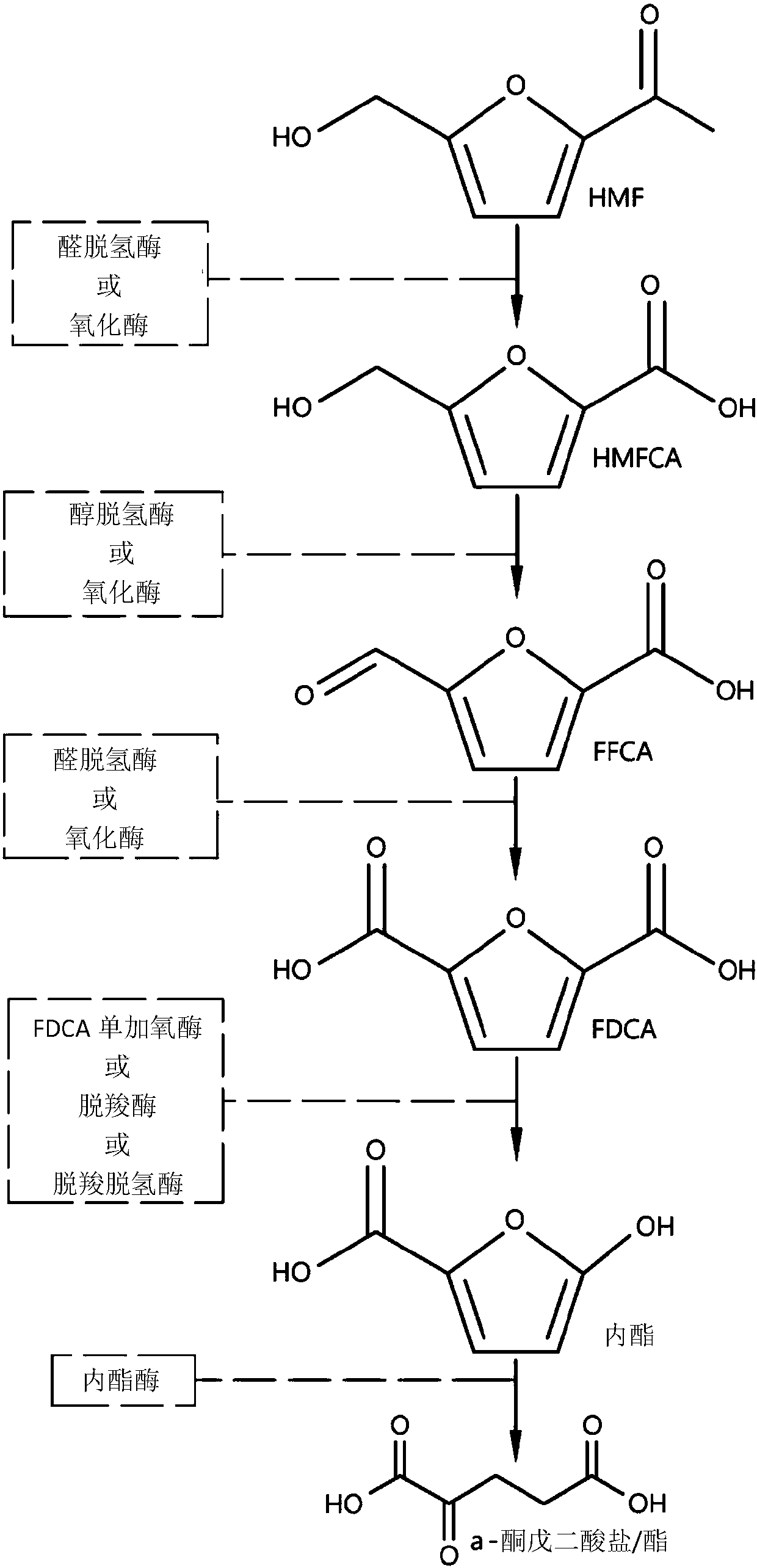 Fungal production of fdca