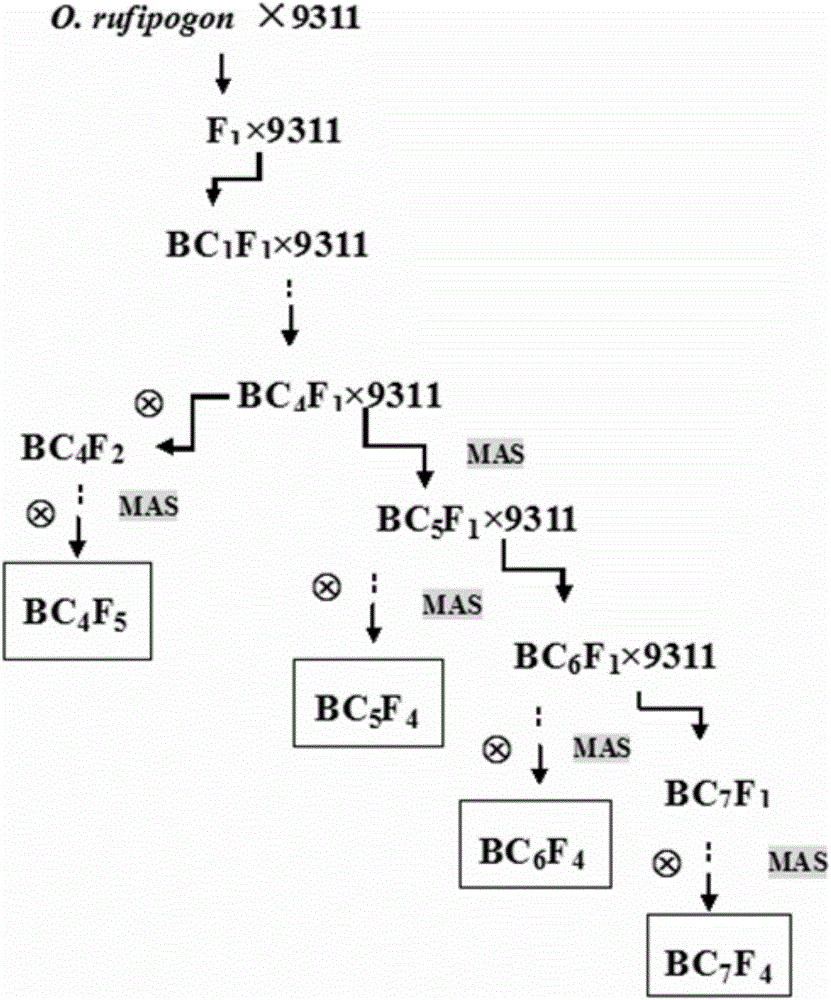 Construction method of wild rice chromsome segment substitution line