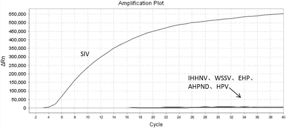 RAA (recombinase-aid amplification) constant-temperature fluorescence detection method and reagent for SIV (shrimp iridovirus)