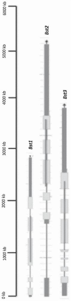 Green algal bestrophin bicarbonate transporters