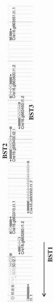 Green algal bestrophin bicarbonate transporters