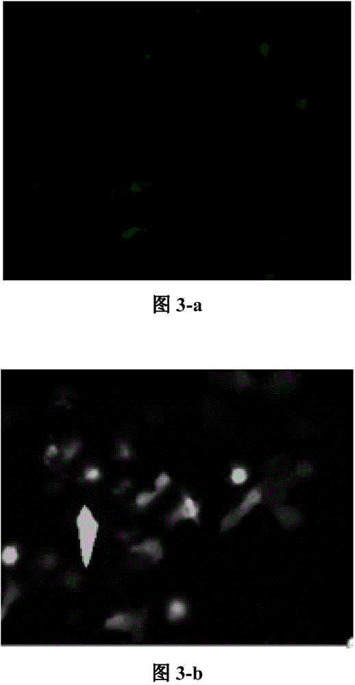 Oligoarginine covalently modified chitosan, and preparation method, screening and application thereof