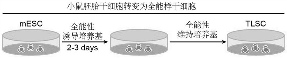 Culture medium for inducing totipotent stem cells of mice and induction method