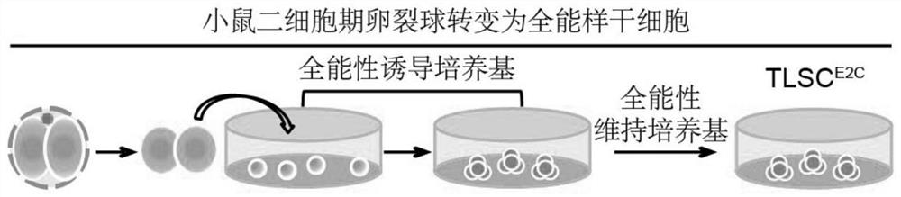 Culture medium for inducing totipotent stem cells of mice and induction method